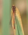 /album/my-local-birding-gallery/large-red-damselle-jpg/